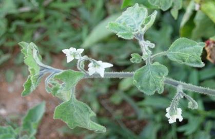 Begomovirus σε