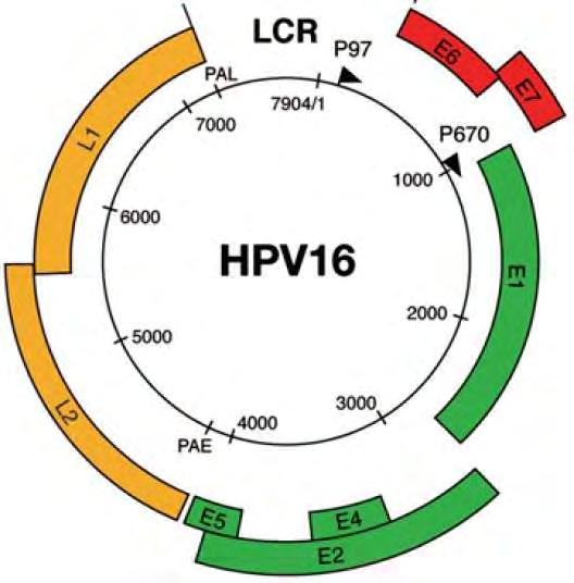 Εικόνα 2: Οργάνωση των γονιδίων στον ΗPV 16 ιό. Παρατηρούμε τα 8 ανοιχτά πλαίσια ανάγνωσης (γονίδια καθώς και την ρυθμιστική περιοχή LCR. 1.5 