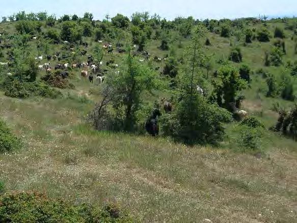 βλάστηση κάλυπτε μέχρι το 40% του εδάφους κατά μέσο όρο, ενώ το υπόλοιπο 60 %