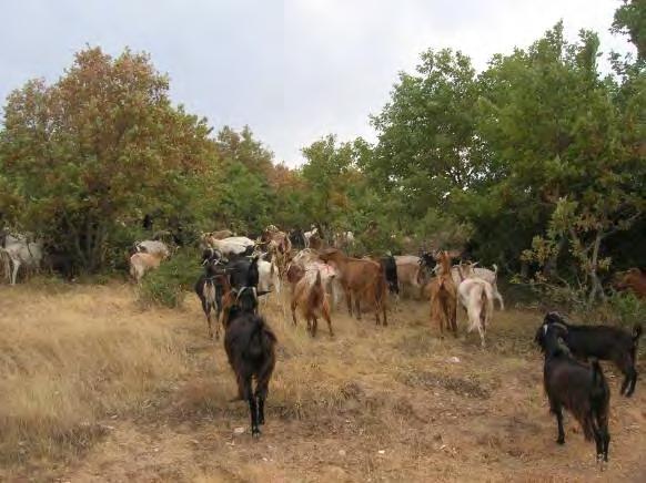 Παραδείγματα των διαφόρων κατηγοριών των εκτάσεων αυτών δίνονται στην εικόνα 5.8.