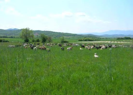 Με βάση τα στοιχεία πεδίου, ο χαρακτηρισμός του τύπου των