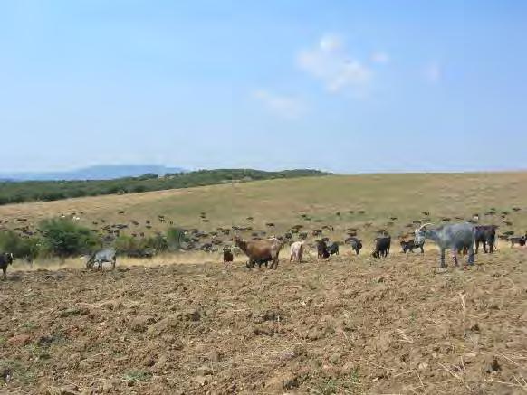 καλλιεργειών (72,3%), ενώ το υπόλοιπο ταξινομήθηκε ως