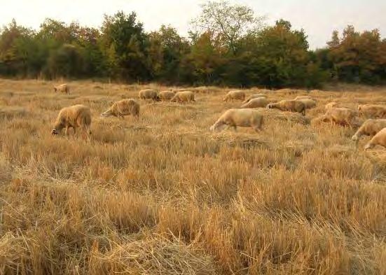 μόνο, δεν ήταν δυνατή η περαιτέρω διάκριση τους.