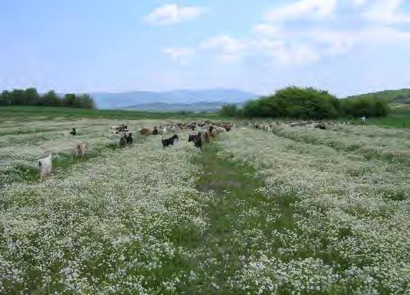 27, είναι φανερό ότι από τους βοσκόμενους αγρούς, τα σιτηρά