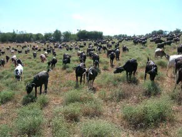 Σημαντική ήταν και η έκταση των αγρών που αφέθηκαν για