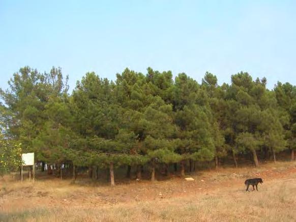 ελιές), αλλά και τρία μικρά αλσύλλια κωνοφόρων (Εικ.