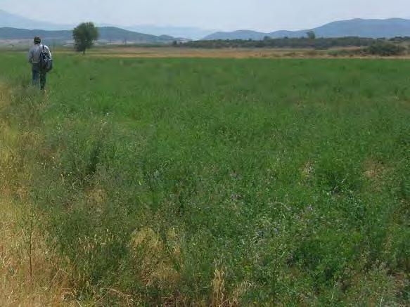 Τέλος, σημαντική έκταση καταλάμβαναν οι εκτάσεις με