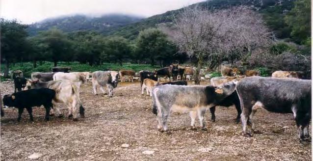 172 ΠΡΟΪΣΤΟΡΙΚΗ ΚΑΙ ΙΣΤΟΡΙΚΗ ΠΕΡΙΟΔΟΣ Σημειώνουμε επίσης ότι στην Υπηρεσία Γεωργίας της Νομαρχιακής Αυτοδιοίκησης Κεφαλονιάς για το 2004 υποβλήθηκαν 64.575 αιτήσεις για επιδότηση αιγοειδών και 68.