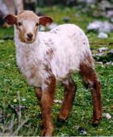 86 α), και τα πρόβατα, που είναι γνωστά στην Κεφαλονιά ως κάτσενα (Εικ. 86 β).