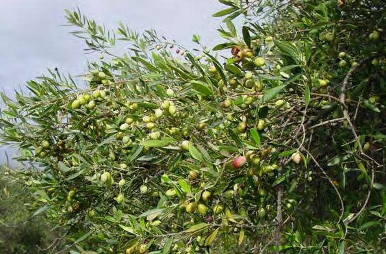 174 ΠΡΟΪΣΤΟΡΙΚΗ ΚΑΙ ΙΣΤΟΡΙΚΗ ΠΕΡΙΟΔΟΣ Εικ.