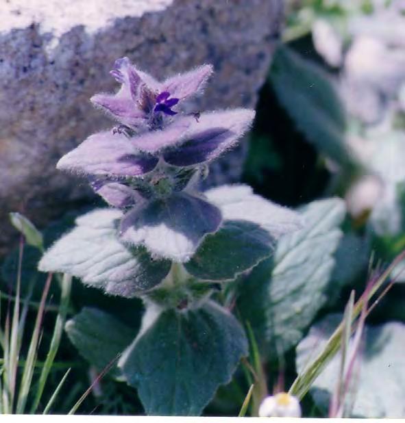 190 ΧΛΩΡΙΔΑ ΚΑΙ ΒΛΑΣΤΗΣΗ 3. Saponaria aenesia Heldr. Αναγνωρίστηκε ως ενδημικό είδος του όρους Αίνος. Εμφανίζεται κυρίως σε πετρώδεις θέσεις μεταξύ 400 1400 m κατά μικρές συστάδες (Εικ. 94 α).