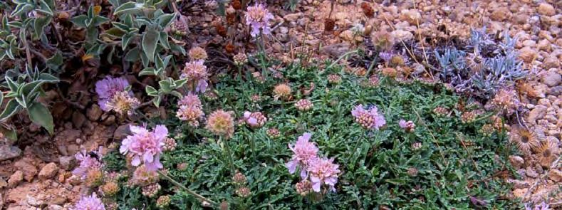 Η χλωρίδα της Κεφαλονιάς 209 Στην κατηγορία των φυτών με ευρύτερη μεσογειακή εξάπλωση υπάγεται επίσης και η εικονιζόμενη στα προηγούμενα Paeonia mascula subsp. russi (Εικ.