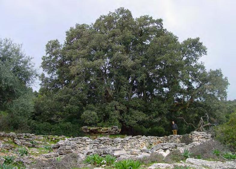 220 ΧΛΩΡΙΔΑ ΚΑΙ ΒΛΑΣΤΗΣΗ Εικ. 107. Πανύψηλη Quercus ilex (αριά) στις παρυφές του Ρουδίου. Στη βάση της εγκαταλειμμένο μαντρί.