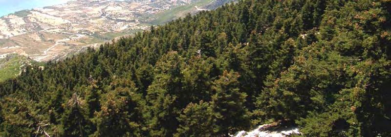 . Εικ. 108. Υποζώνη Abieton cephalonicae (των μεσογειακών ορεινών Κωνοφόρων) στον Αίνο (Φωτ. Αρχείο Φ.Δ.Ε.Δ.Α.). Όπως είναι γνωστό, το δάσος της Abies cephalonica στην οροσειρά Αίνου- Ρουδίου κηρύχθηκε Εθνικός Δρυμός το 1962.