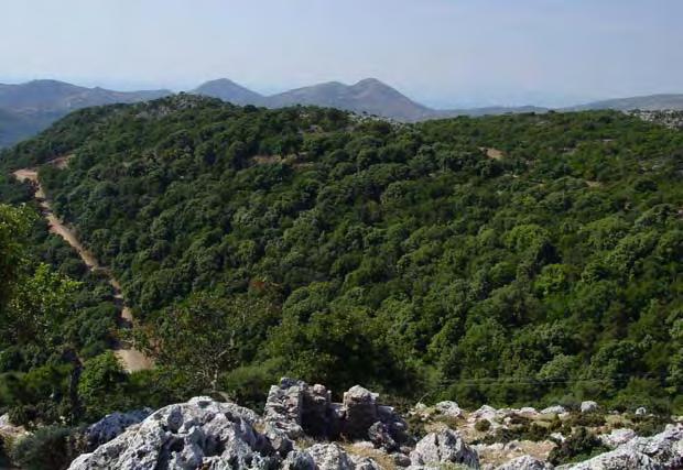 268 ΧΛΩΡΙΔΑ ΚΑΙ ΒΛΑΣΤΗΣΗ Μια πολύ αμυδρή υποψία της μοναδικής φυσικής ομορφιάς, που χάθηκε, είναι οι πανύψηλες αριές κοντά στο Μοναστήρι (Εικ. 123α).