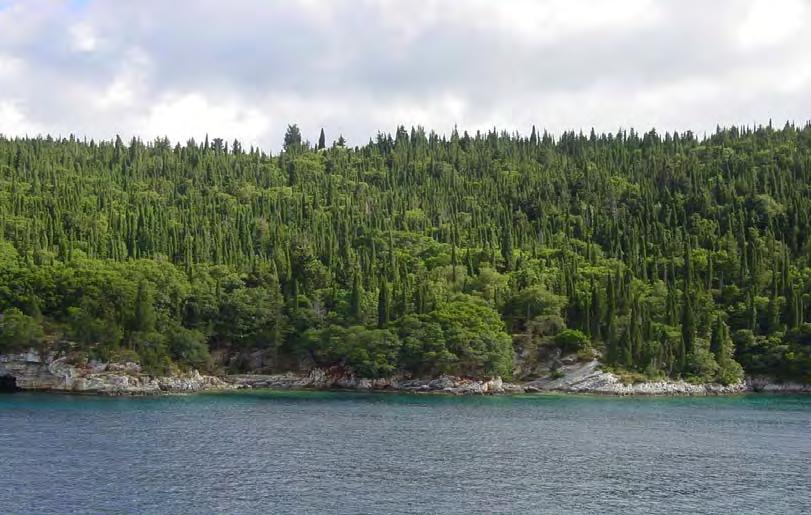 Ορεινά δάση της Κεφαλονιάς από τους Ομηρικούς χρόνους μέχρι σήμερα 277 διακρίνονται στην ανωτέρω εικόνα, γινόταν συνεχής καλλιέργεια, η οποία εγκαταλείφθηκε σταδιακά μέχρι των ημερών μας.