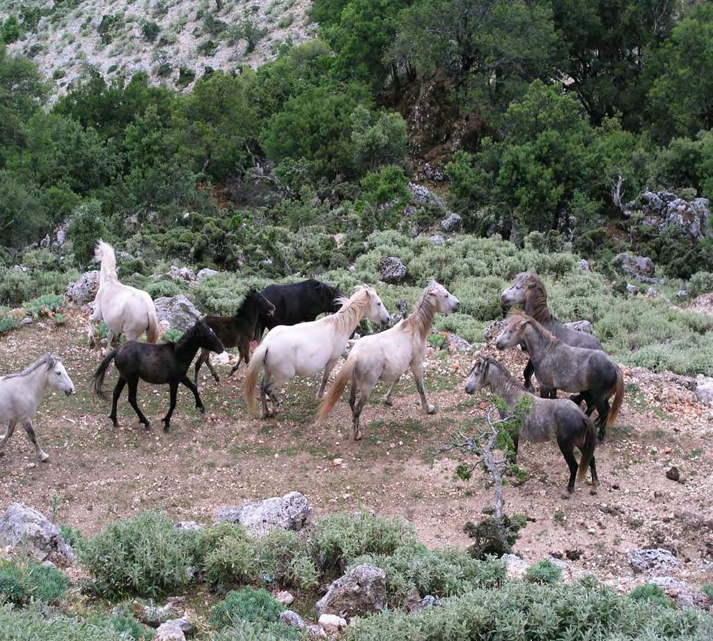 Ορεινά δάση της Κεφαλονιάς από τους Ομηρικούς χρόνους μέχρι σήμερα 281 Εικ. 130.