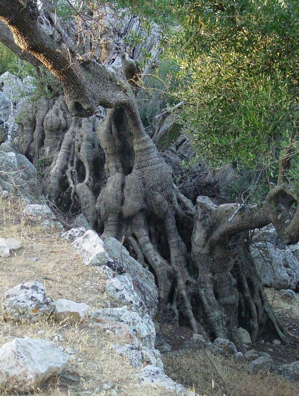 Σιτηρά. Άμπελος. Λινάρι. Ελιά 325 Εικ. 155.