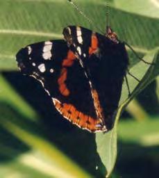 σαύρα (Lacerta trilineata),