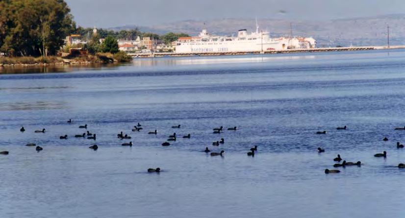 Φαλαρίδες (Fulica atra).