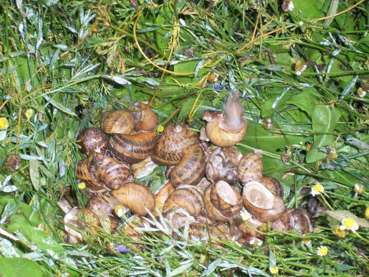 Εικόνα 3: Μάνες σαλιγκαριών. Πηγή: Σαλιγκαροτροφία Πελαγονίας, http:// www.