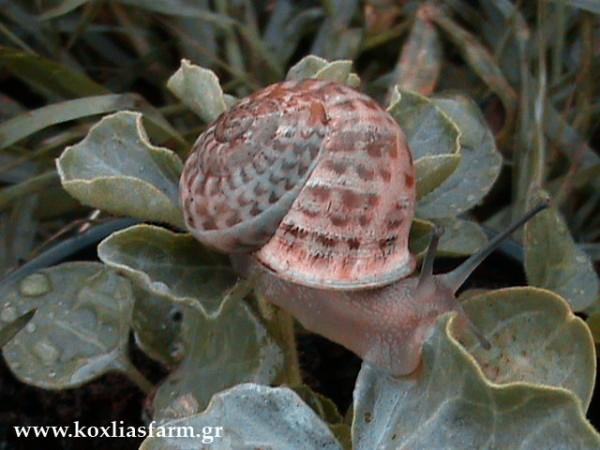 Εικόνα 2: Σαλιγκάρι του είδους Eobania Vermiculata (Bερµικουλάτα ή Λιανοχοχλιός).