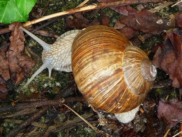 Εικόνα 3: Σαλιγκάρι του είδους Helix Pomatia (Ρωµαϊκό Σαλιγκάρι ή Βουργουνδίας).