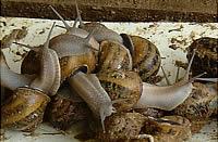 2. Είδη των σαλιγκαριών Από τα είδη των σαλιγκαριών, που ζουν ελεύθερα στην Ευρώπη, περίπου δώδεκα είναι εδώδιµα και µόνα τέσσερα είναι εµπορεύσιµα.