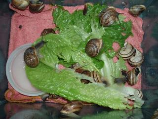 Σαλιγκάρια του είδους του Eobania vermiculata 5 3 Πηγή: Γκόγκας Α. (επιµ.), Σαλιγκαροτροφία στην Ελλάδα, http:// www.