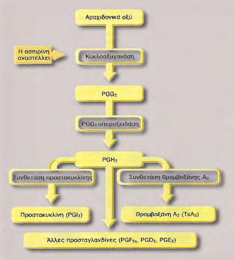 από τα φωσφολιπίδια της μεμβράνης τους [33]. Το αραχιδονικό οξύ αρχικά μετατρέπεται σε προσταγλανδίνη Η2 από την κυκλοοξυγενάση.