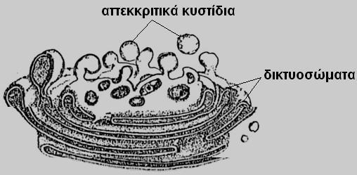 Όργανο