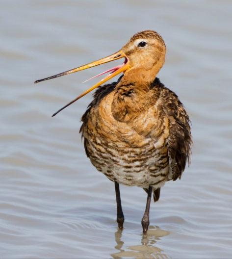 aeruginosus), 31 αγκαθοκαλημάνες (Vanellus spinosus), 19 αργυροπελεκάνοι (Pelecanus crispus), 340 ροδοπελεκάνοι (Pelecanus onocrotalus), 18 λαγγόνες (Pygmy cormorant), 328 μαυρότρυγγες (Tringa