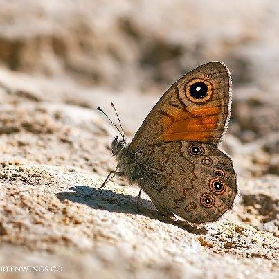 Μάθετε περισσότερες πληροφορίες για το βραβείο στη διεύθυνση: www.awpwriter.