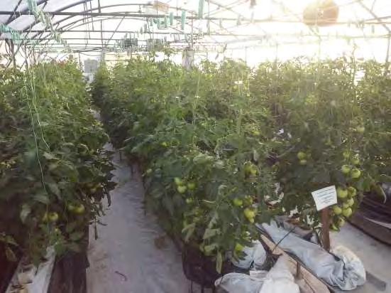 3.5. Η καλλιέργεια 3.5.1. Η καλλιέργεια και το υπόστρωμα Η καλλιέργεια που εγκαταστάθηκε ήταν υδροπονική καλλιέργεια τομάτας (Lycopersicum esculentum), ποικιλία Rally (υβρίδιο).
