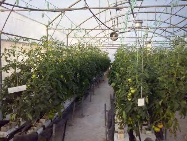 Εικόνα 3.6: Άποψη της καλλιέργειας στο εσωτερικό του θερμοκηπίου GR3 (13 Μαΐου 20