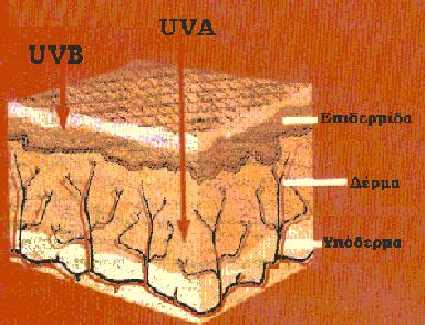 2.4 ΚΑΤΑΣΤΡΕΠΤΙΚΗ ΔΡΑΣΗ ΤΗΣ ΥΠΕΡΙΩΔΟΥΣ ΑΚΤΙΝΟΒΟΛΙΑΣ ΣΕ ΚΥΤΤΑΡΙΚΟ ΕΠΙΠΕΔΟ Η UVA και η UVB ακτινοβολία προκαλούν εμφάνιση ρυτίδων, μειωμένη ανοσία ενάντια στις λοιμώξεις, βλάβες γήρανσης του δέρματος