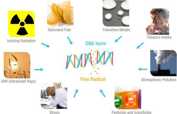 Εικόνα 8: Εξωγενείς πηγές παραγωγής ελευθέρων ριζών.