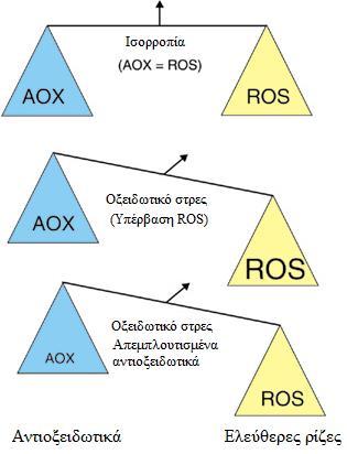 Εικόνα 9: Σχηματική απεικόνιση οξειδωτικού στρες. 4.1 ΟΙ ΚΥΡΙΟΤΕΡΕΣ ΒΛΑΒΕΣ ΑΠΟ ΤΟ ΟΞΕΙΔΩΤΙΚΟ ΣΤΡΕΣ Οι κυριότερες βλάβες από τις ROS στον οργανισμό είναι: 1.