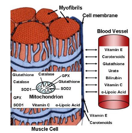 ΚΕΦΑΛΑΙΟ 5: ΑΝΤΙΟΞΕΙΔΩΤΙΚΑ Για τον περιορισμό των επιβλαβών επιπτώσεων προκαλούμενες από το οξειδωτικό στρες, ο οργανισμός χρειάζεται ένα πολύπλοκο σύστημα προστασίας: το αντιοξειδωτικό σύστημα.