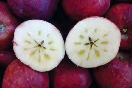 Υάλωση Η υάλωση (water core) εμφανίζεται σε καρπούς ποικιλιών μηλιάς που είναι ευαίσθητες, κυρίως, κατά την περίοδο της ωρίμανσης και λίγο πριν τη συγκομιδή.