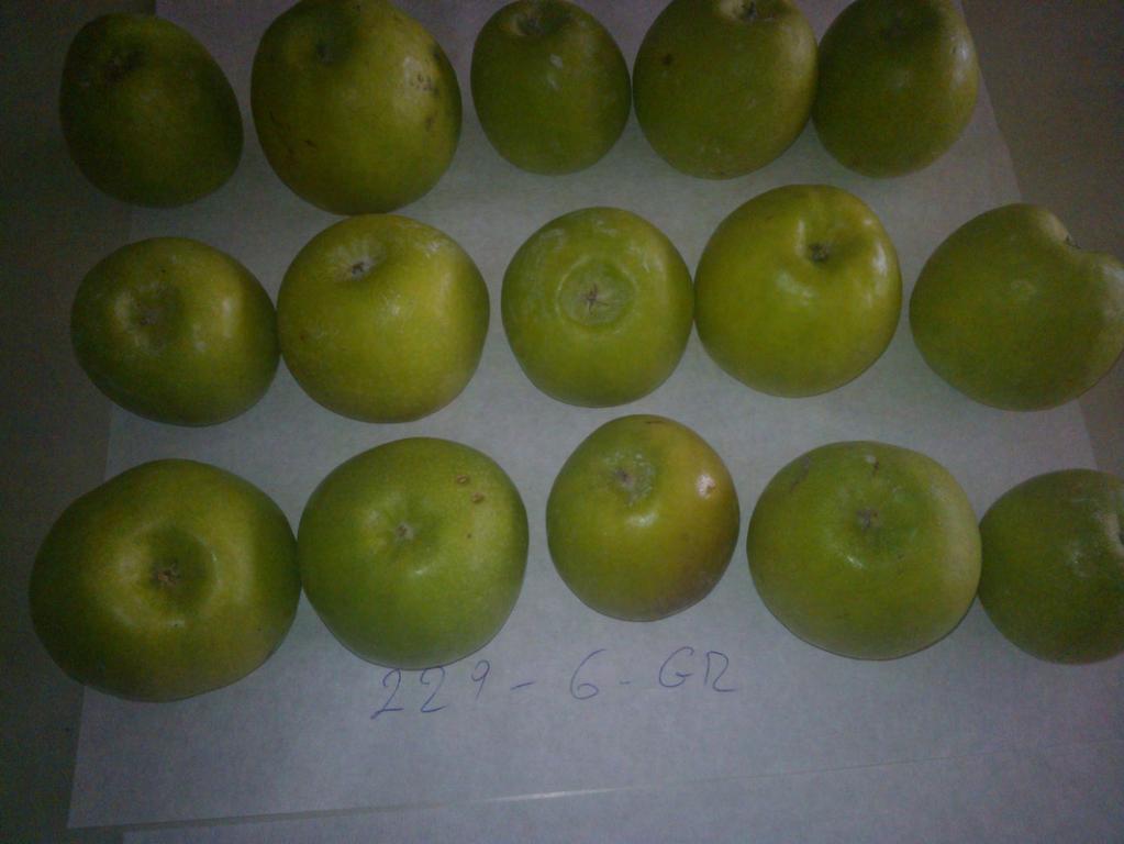 Εικόνα 20 : Μήλα Granny Smith (210η ημέρα της