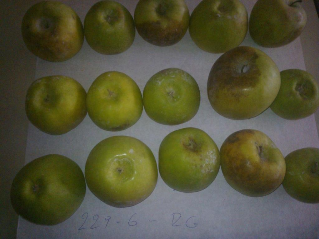 Εικόνα 21 : Μήλα Granny Smith κατά την 210 ημέρα της συντήρησης σε απλή ψυχροσυντήρηση (μάρτυρας). 6.1.2 Σκληρότητα σάρκας μήλων Στα μήλα Granny Smith οι μετρήσεις της σκληρότητας εμφάνισαν μεγάλη πτώση της τιμής στη μεταχείριση με Όζον.