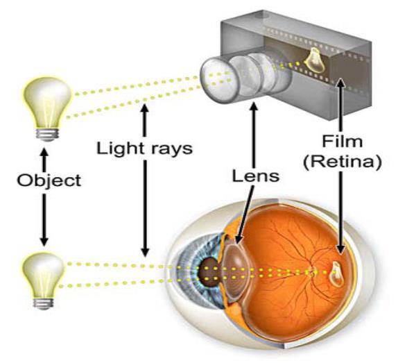 1.3 Ο οφθαλμός ως οπτικό σύστημα Η όραση, δηλαδή η αισθητηριακή λειτουργία του οφθαλμού, αποτελεί την ανώτερη αισθητηριακή αντίληψη του φωτός, των αντικειμένων και των χρωμάτων.