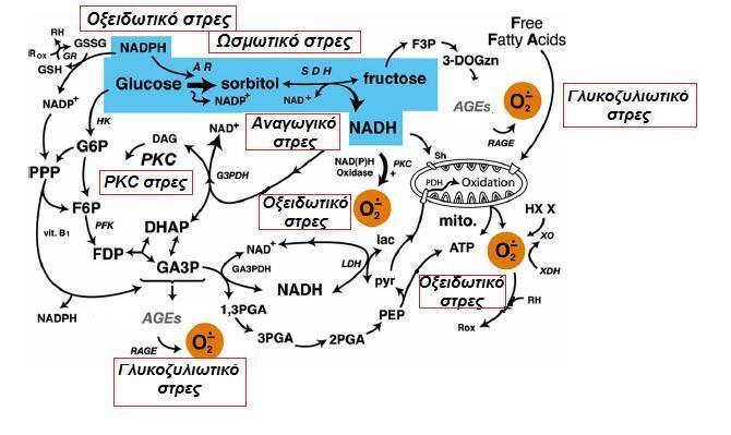 ΕΙΚΟΝΑ 4: απεικόνιςθ τθσ μεταβολικισ οδοφ των πολυολϊν και θ ςφνδεςθ με κφριεσ μεταβολικζσ/βιοχθμικζσ διεργαςίεσ ωσ αποτζλεςμα τθσ ενεργοποίθςθσ αυτισ (προζλευςθ ςχιματοσ από (Oates, 2008)) I.