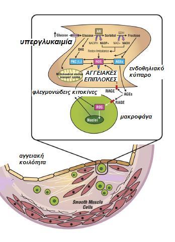 ΕΙΚΟΝΑ 5: ςχθματικι παρουςίαςθ των επαγόμενων από τθν υπεργλυκαιμία