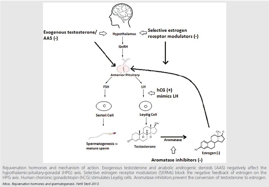 hcg 1000 mg ενδομυικά ή υποδορίως ανά 2 ημέρες Θεραπεία χορήγησης hcg 1500-2000 mg ενδομυικά ή υποδορίως 2 φορές/εβδ.