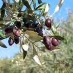 Εικόνα 2.9. 10. Αδραμυτινή (Olea europaea var.