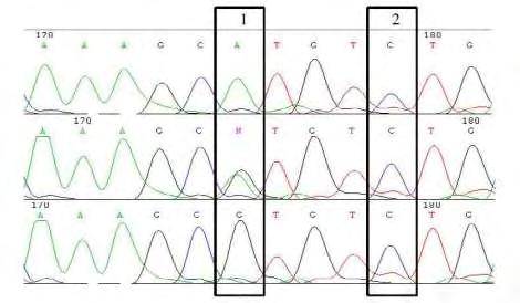 1.10. ΜΟΡΙΑΚΟΙ ΔΕΙΚΤΕΣ SNPs (Single Nucleotide Polymorphisms) Πολυμορφισμός είναι η εμφάνιση πάνω από μία μορφή γονιδίου (αλληλόμορφο) σε ένα γονιδιακό τόπο, γεγονός που οδηγεί στην ύπαρξη γενετικής