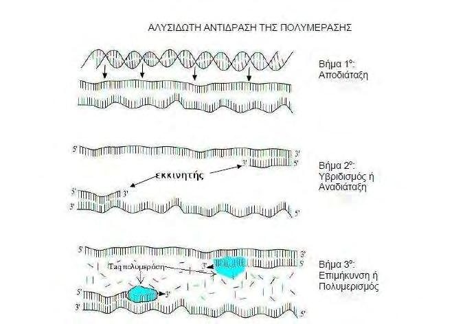 Εικόνα 1: Τα 3 στάδια της PCR. Για την εφαρμογή της PCR ακολουθούμε την εξής διαδικασία: Τοποθετούμε σε αποστειρωμένα σωληνάκια όλα τα συστατικά, δηλ.