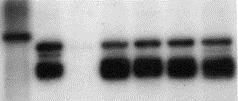 129 Σχήμα Γ.11.